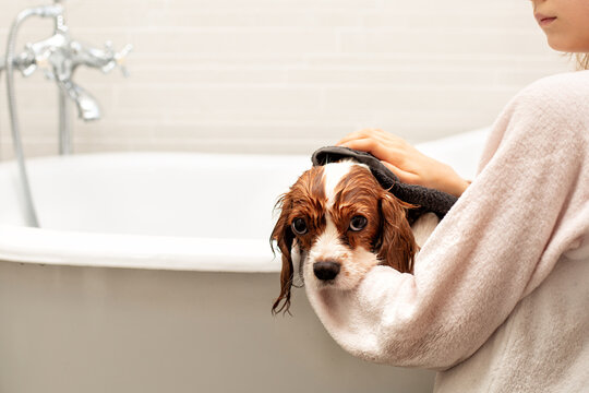 Litle girl wipes, dries the dog with a towel, the little Cavalier King Charles Spaniel after bathing. Pet care concept.