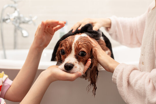 Little girls taking care of their pet, wipe, drie the dog with a towel, the little Cavalier King Charles Spaniel after bathing. Pet care concept.  No visible faces.