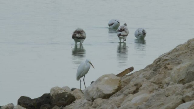 Herons and flamingos wading in water next to rocky shore