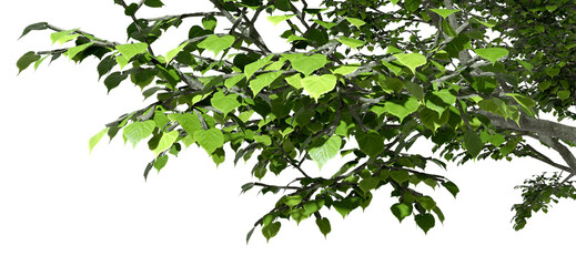 Greenery tree leaves branches forestry on top border 3d render png