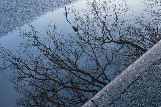 Winter leaves reflected into puddles on city street asphalt after rain
