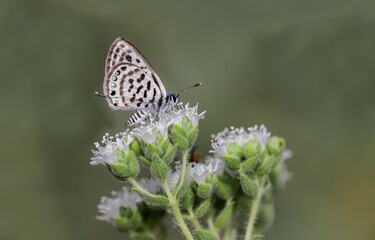 Balkan Tiger butterfly (Tarucus balkanicus) on the plant.​