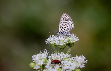 Balkan Tiger butterfly (Tarucus balkanicus) on the plant.​