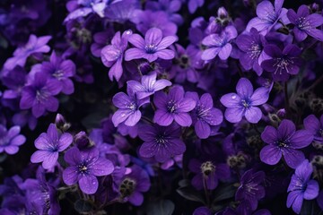 Naklejka na ściany i meble a bunch of purple flowers that are blooming in the dark purple flowers are blooming in the dark purple flowers, 