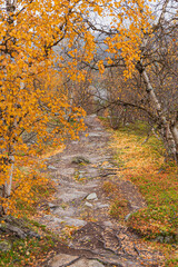 Obraz premium Landschaftsfotografie von einem in Herbstfarben erstrahlenden Weg in Norwegen, Skandinavien. 