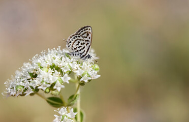 Balkan Tiger butterfly (Tarucus balkanicus) on the plant.​