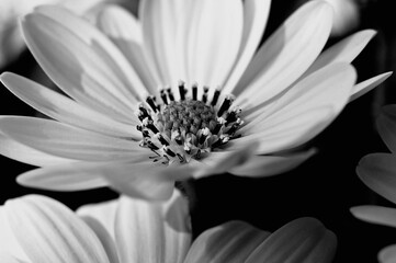 Blühende Blumen in schwarz-weiß