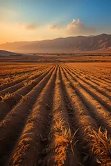 Foto op Canvas plowed field at sunset © Saad