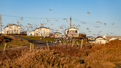 flock of seagulls by a caravan park