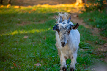 Lovely white baby goat Walking on grass, Corfu island,Greece