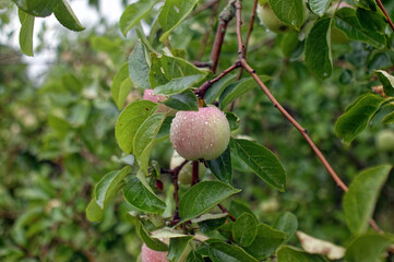 Apple orchard in the village in autumn