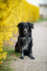 Portrait of cute black and white dog looking at the camera. Pet dog sitting on a gravel path with yellow bush in autumn.