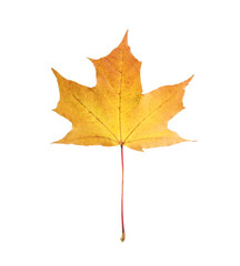 Autumn season. One maple leaf isolated on white