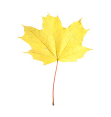 Autumn season. One maple leaf isolated on white