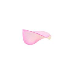 Tender pink rose petal isolated on white