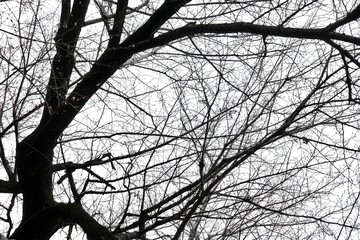 冬の木の枝と白背景　モノトーン