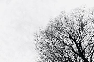 Fototapeta na wymiar 冬の木と白背景　モノトーン