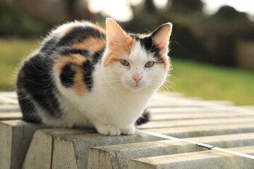 Closeup of calico cat sitting on stack of kerbstones