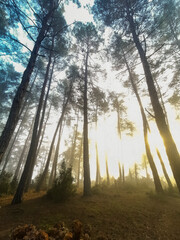 Obraz premium Forest in the morning in a fog in the sun, trees in a haze of light, glowing fog among the trees. Karacaoren Barrage, Bucak Burdur.