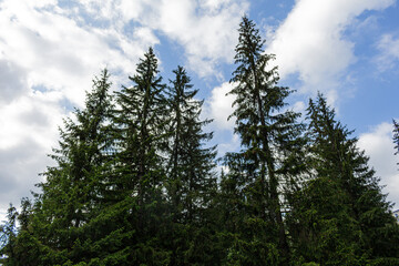 VIew to trees and sky from below