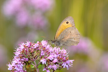 Meadow Brown butterfly - Maniola jurtina - resting on Origanum vulgare