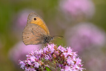 Meadow Brown butterfly - Maniola jurtina - resting on Origanum vulgare