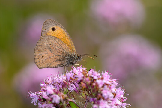 Meadow Brown butterfly - Maniola jurtina - resting on Origanum vulgare