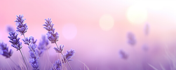 Levander violet background. Pastel levanders flower, copy space for text.