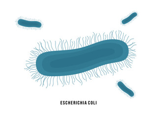 Escherichia coli bacteria, usually found in lower intestines of warm blooded organisms. E. coli bacterium, widespread species of gram-negative rod shaped bacteria. Flat vector illustration isolated