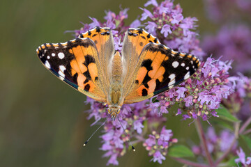Vanessa cardui - resting on Origanum vulgare