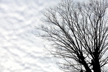 冬の木と曇り空