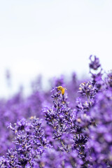Obraz premium The honey bee pollinates lavender flowers. Summer background of lavender flowers with bees. 