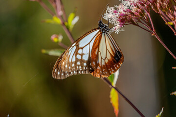 フジバカマの蜜を吸うアアギマダラ
