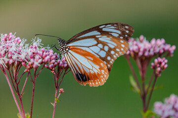 フジバカマの蜜を吸うアアギマダラ
