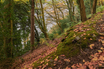 Fototapeta premium Autumn in the woods of Minehead, Somerset, Exmoor National Park