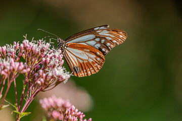 フジバカマの蜜を吸うアアギマダラ