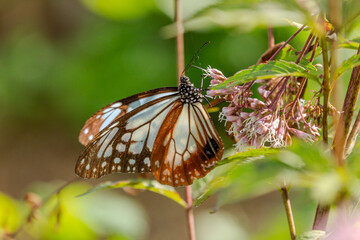 フジバカマの蜜を吸うアアギマダラ