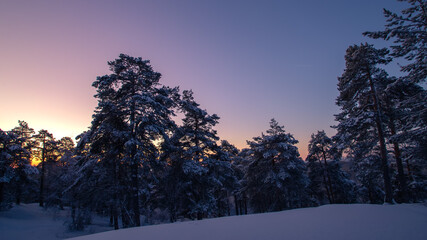Winter morning in the forest. Winter landscape on the sunrise.