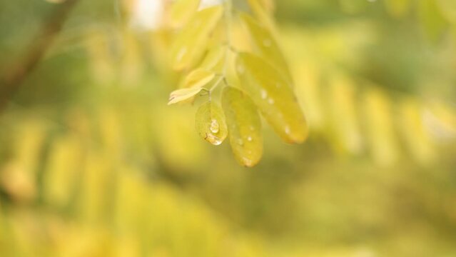 Close up of acacia bright yellow leaves with rain drops moving on wind. Water drops of morning dew on branches leaves of black locust tree. Robinia pseudoacacia. Nature autumn background.