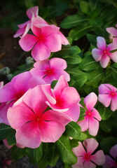 Closeup of pink flowers in a garden