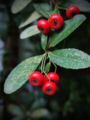 Detail of holly with green leaves on dark background