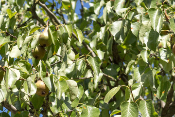 The common pear or Pyrus communis fruits. Sunny summer day.