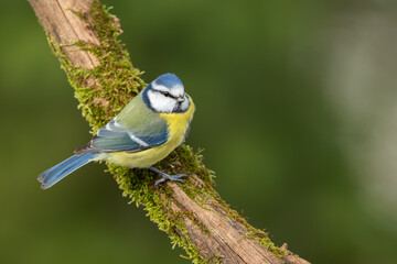 Eurasian blue tit (Parus caeruleus) sitting on the branch covered with green moss, wildlife,...
