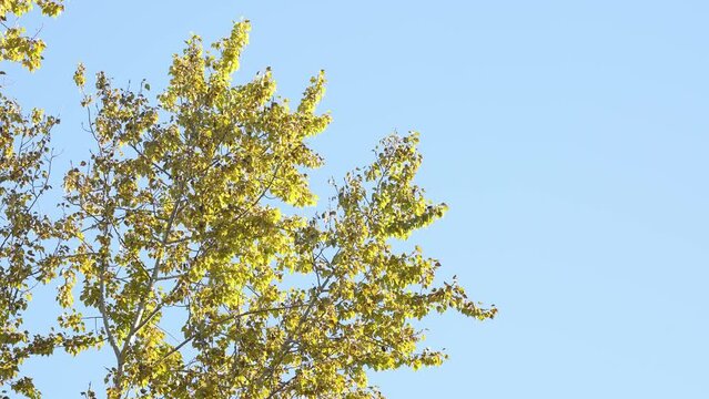 birch tree in blue sky