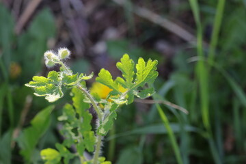 クサノオウ（横）