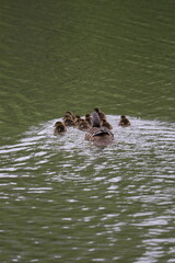 オシドリの親子