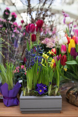 First spring flowers. Showcase of a variety of spring flowers.