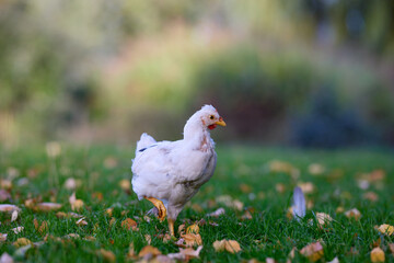 Young white chick wanders free in garden