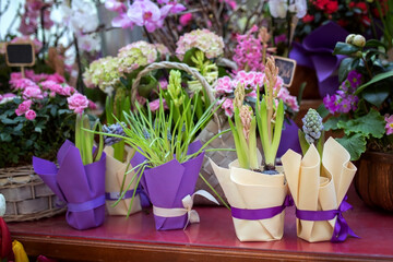 Blooming purple muscari and hyacinth in a pot close-up in a flower shop.