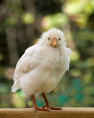 Close up of small white chick in garden